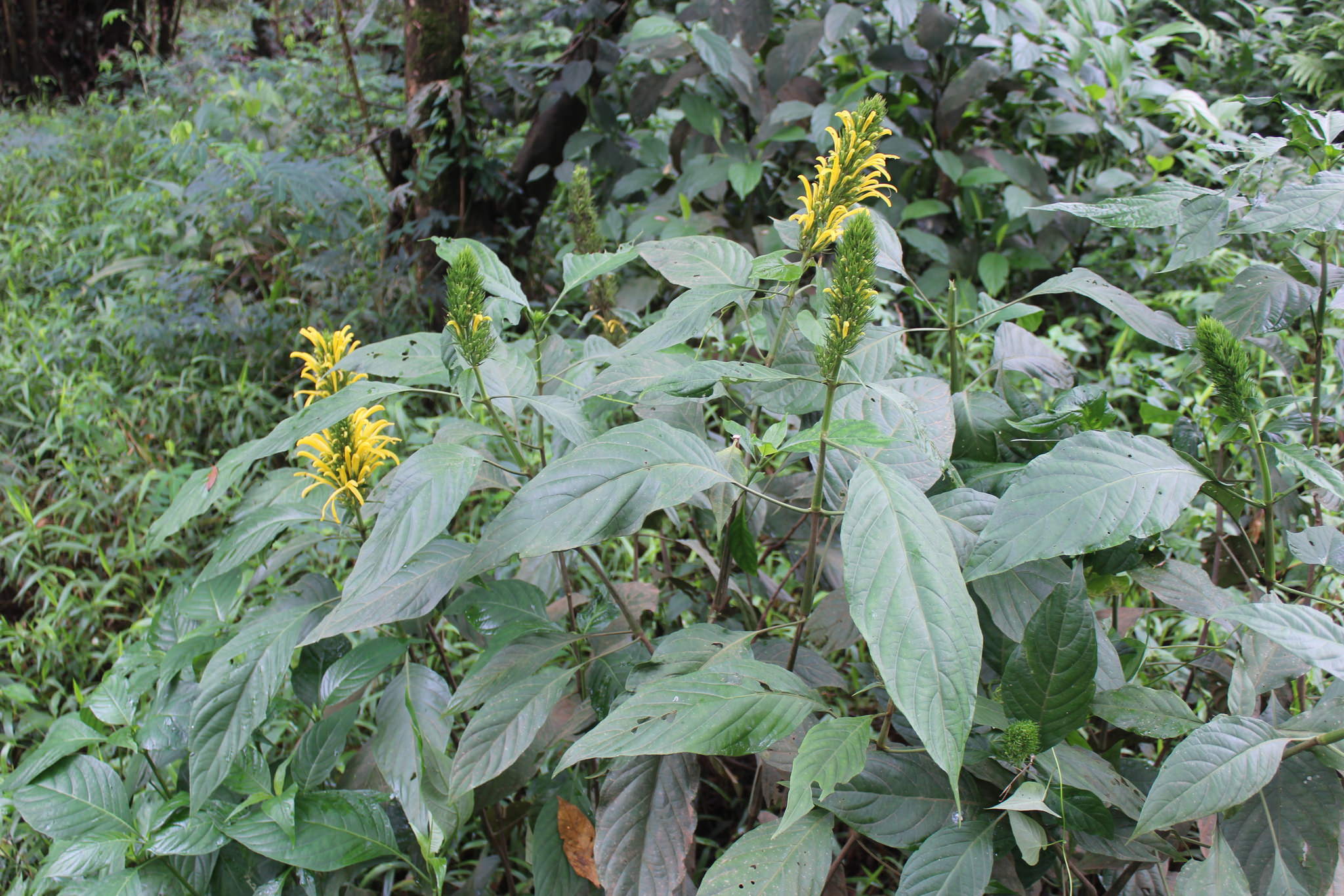 Justicia aurea